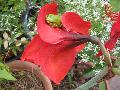 Amaryllis / Hippeastrum species 